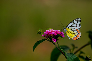 Butterfly With Open Wings On Flowers 