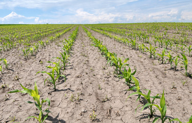 Young corn using herbicides is protected from weeds