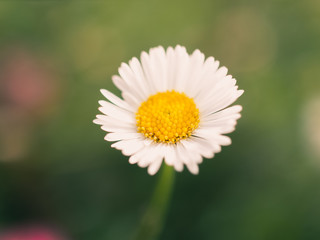 Obraz premium daisy in green grass