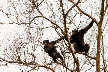Two Black gorillas on tree branches