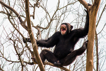 Aggressive Black gorilla Sitting on tree branch