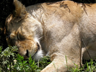 Fototapeta na wymiar Sleeping lion