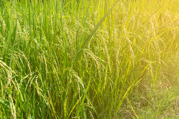 rice field with sun light