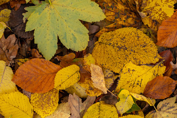 Herbstlaub im Wald