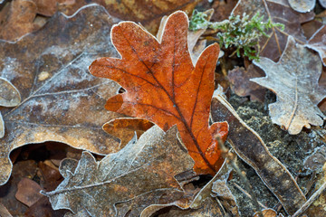 Nahaufnahme von buntem Herbstlaub mit Reif und Eiskristallen vom ersten Fros