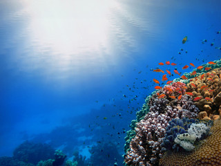 Obraz premium Rays of the sun through the ocean and coral reef