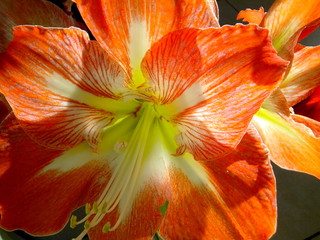 Close up einer Amaryllisblüte © JorGillwald