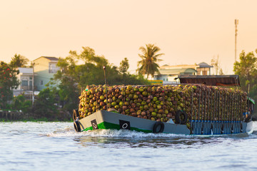 huge amount of coconuts on cargo ship at Cai Rang floating market, morning wholesale fruit and good...
