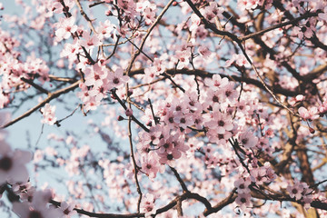 Beautiful floral spring background with cherry blossoms.