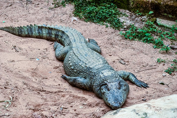 full view of a Siamese crocodile