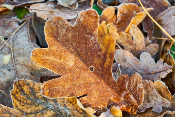 Nahaufnahme von buntem Herbstlaub mit Reif und Eiskristallen vom ersten Fros