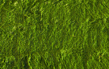 Wet green seaweed as background © crisfotolux