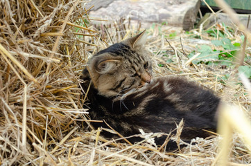 Fluffy tabby cat lies on a haystack.