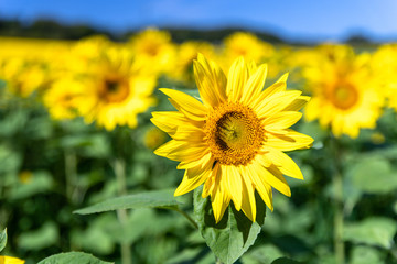 美しい　ひまわりの花　北海道