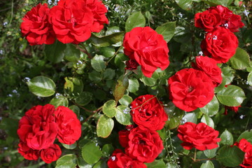 Ein Rosenstrauch voller Blüten