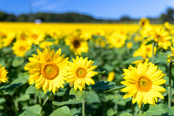 Obraz premium 美しい ひまわりの花 北海道