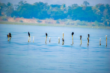 Siberian birds migrated