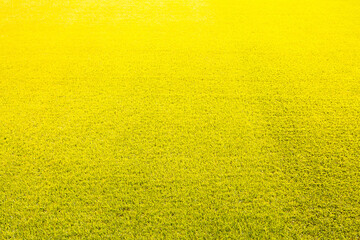 Beleuchteter Rasen eines Fußballplatz in einem Stadion © Robert Poorten