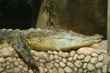Close up alligator crocodile in wildlife