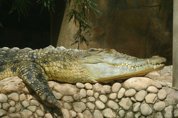 Close up alligator crocodile in wildlife