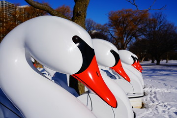 Swan shaped paddle boats sitting up on the snowy shore in the cold December weather winter in found in a Park of Milwaukee, Wisconsin.