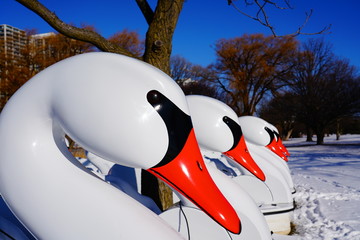 Swan shaped paddle boats sitting up on the snowy shore in the cold December weather winter in found...