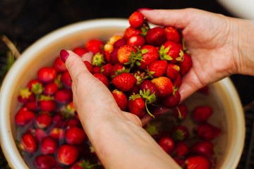 Hands with red strawberries in water. Rich harvest of berries. Country fruits
