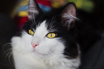 Clean and well-groomed cat with yellow-green eyes. Large portrait. Black and white color