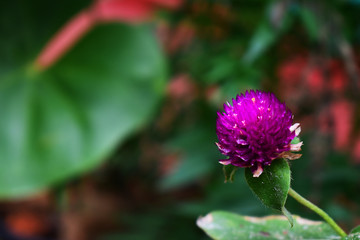 pink flower in a garden