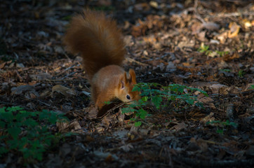 The red squirrel or Eurasian red squirrel (Sciurus vulgaris) is a species of tree squirrel in the genus Sciurus common throughout Eurasia.