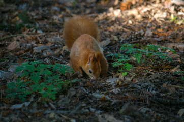 The red squirrel or Eurasian red squirrel (Sciurus vulgaris) is a species of tree squirrel in the...