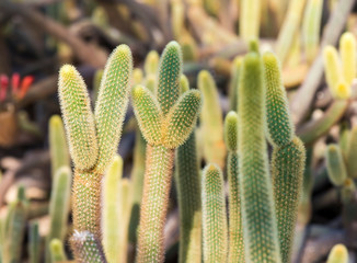 Natural background cactus close up