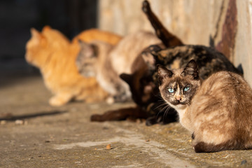 Cats sunbathing with one of them looking to the camera