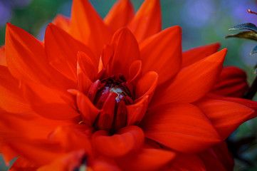 Beautiful red flower on the sun