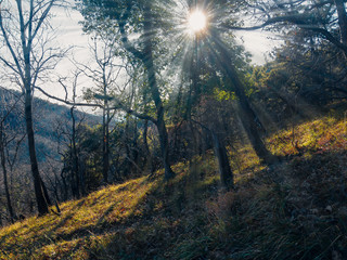 Fototapeta na wymiar Natural deciduous forest on the mountain landscape of the Black Sea coast of the North Caucasus, bright rays of sunlight break through the branches of trees.