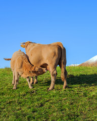 cow on meadow