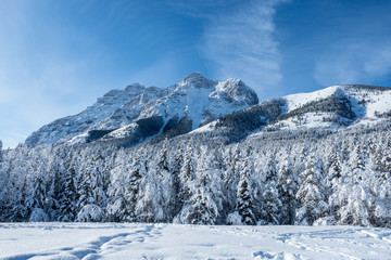 Fototapeta premium Pines and rocky mountains in a valley covered in snow during a winter morning with a clear blue sky