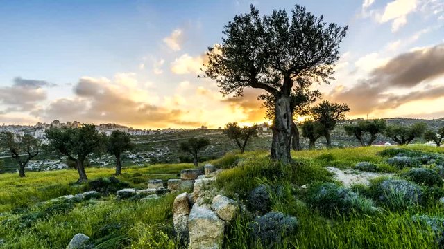 Olive grove on "Shepherd's field" overlooking Bethlehem