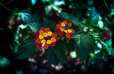 Yellow Red and Pink Flowers looking beautiful