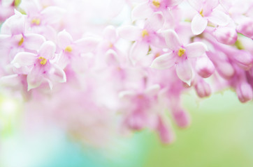 Fototapeta na wymiar Pink lilac flowers spring blossom background. - Image