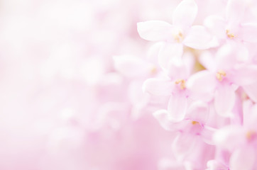 Naklejka na ściany i meble Pink lilac flowers spring blossom background. - Image