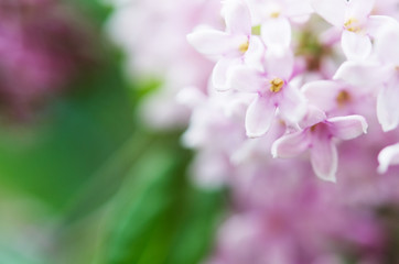 Pink lilac flowers spring blossom background. - Image