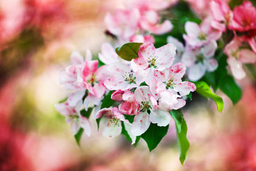 Blooming apple tree branches, white and pink flowers bunch, fresh green leaves on blurred bokeh background close up, beautiful spring cherry blossom, sakura flowers in bloom, springtime orchard garden