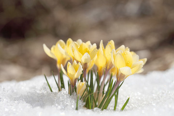 Fototapeta na wymiar Crocuses yellow blossom on a spring sunny day in the open air. Beautiful primroses against a background of brilliant white snow.