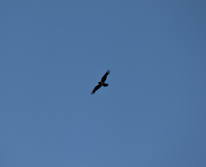 A white breasted crow flying