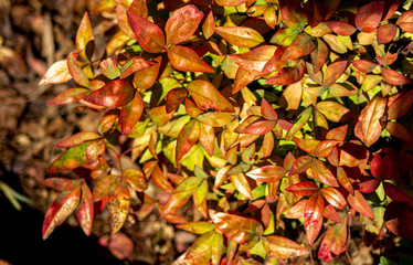 Autumn colored leaves in the summer 