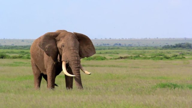 A big elephant walking in Amboseli national park, Kenya, facing the camera