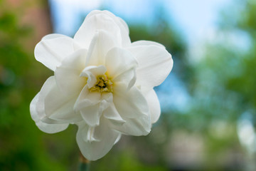 Obraz premium Small white flower on a blurry background of sky and green leaf.