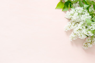 Lilac flowers on pink background. Spring flowers. Top view, flat lay, copy space. - Image