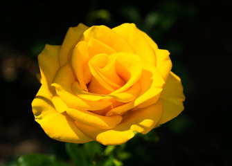  Bright yellow rose in the garden on a blurry dark background.